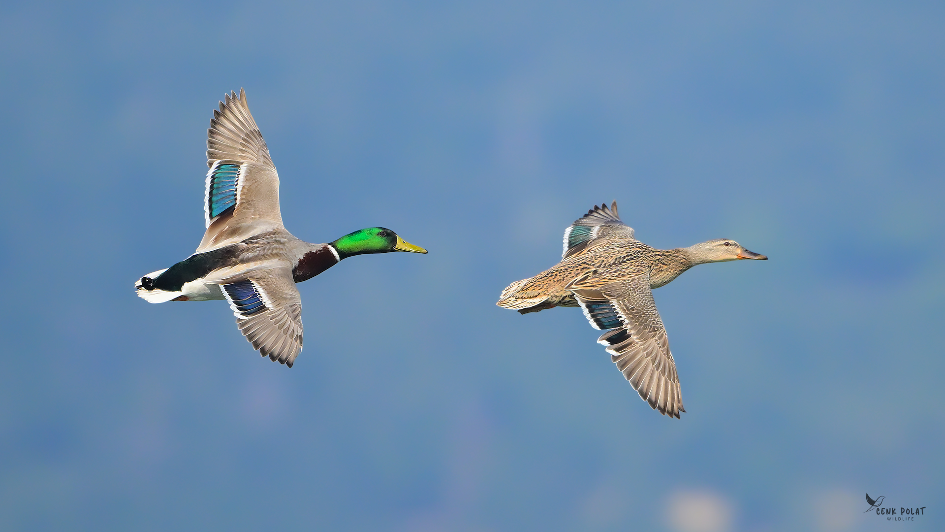 Mallard